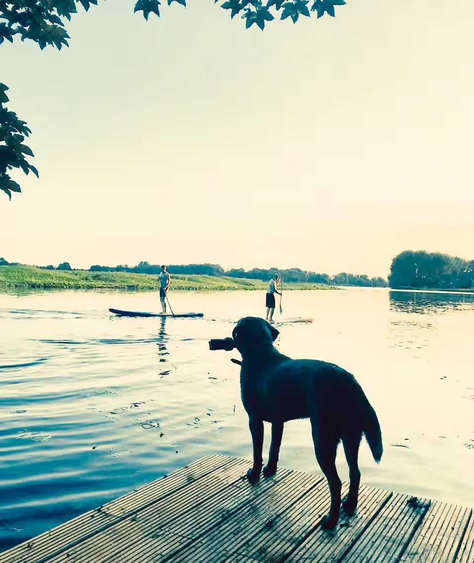 Hund auf einem Steg am See